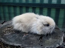 Zakrslí králíčci k rezervaci, doprava možná po ČR