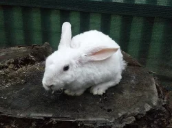 Zakrslí králíčci k rezervaci, doprava možná po ČR
