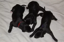 Deerhound - Skotský jelení pes