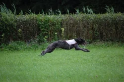 Deerhound - Skotský jelení pes