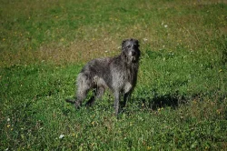 Deerhound - Skotský jelení pes