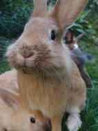 Prodám (malé i velké ) naočkované zakrslé králíky