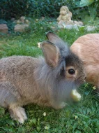 Prodám (malé i velké ) naočkované zakrslé králíky