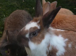 Prodám (malé i velké ) naočkované zakrslé králíky