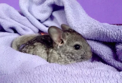 Činčilky Standart s genem White Silver a Afro Violet