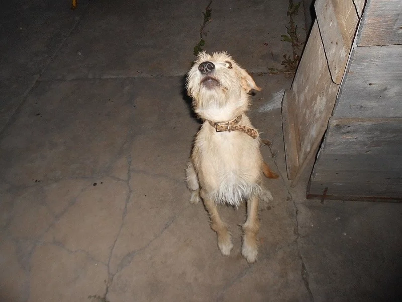 Daruji křížence teriéra a labradora