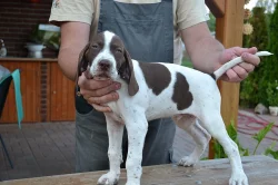 Štěňata POINTER
