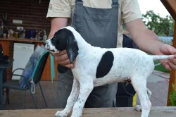 Štěňata POINTER