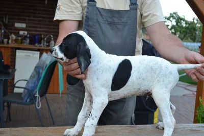 Štěňata POINTER
