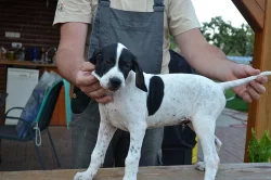 Štěňata POINTER