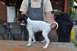 Štěňata POINTER