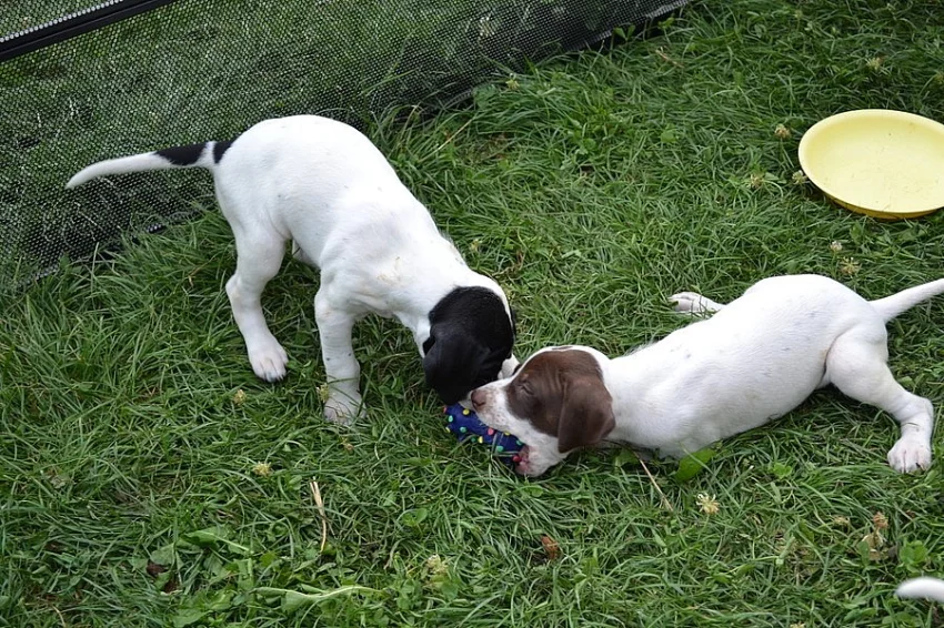 Štěňata POINTER