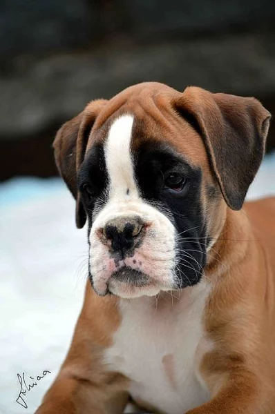 NĚMECKÝ BOXER