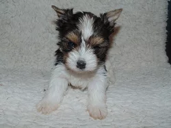 Biewer yorkshire terrier