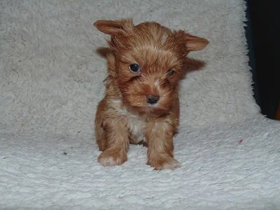 Biewer yorkshire terrier