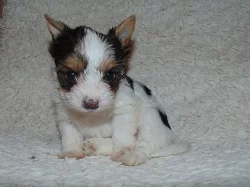 Biewer yorkshire terrier