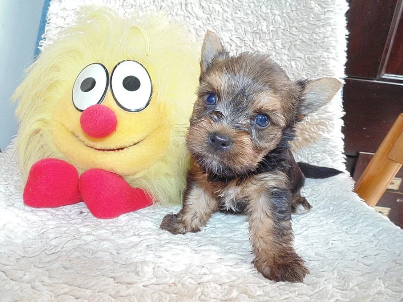 Biewer yorkshire terrier