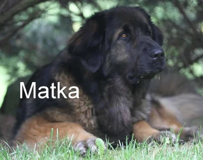 Leonberger