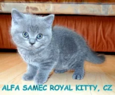 Britská modrá koťátka s PP - ihned k odběru