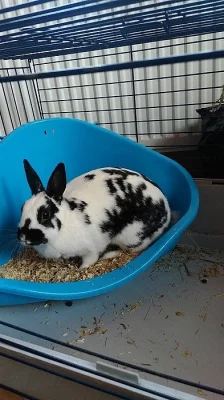 Daruji zakrslého králíka.