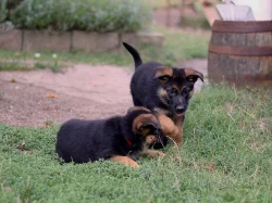 Německý ovčák - štěňata s PP