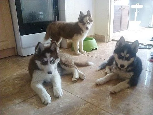 Sibiřský husky