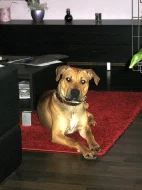 Pitbull Rocky ke krytí