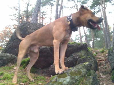 Pitbull Rocky ke krytí