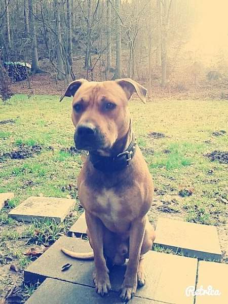 Pitbull Rocky ke krytí