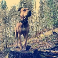 Pitbull Rocky ke krytí