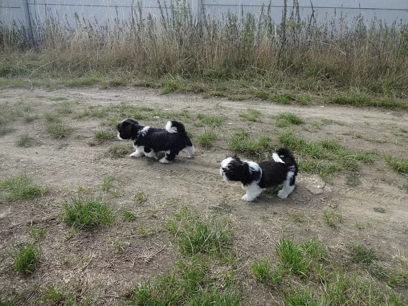 Prodám Shih-tzu