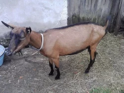 Prodám kozičku