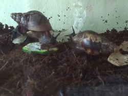 Prodám oblovku velkou cena 10kč za kus