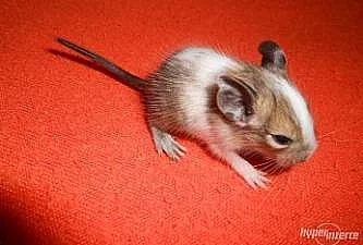 Osmáci degu