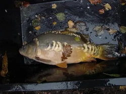 Kapří násada z výlovu 2015