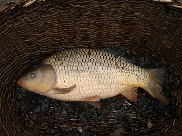 Kapří násada z výlovu 2015