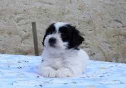 Havanský psík - krásná štěňátka na prodej