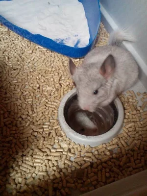prodám miminka činčil