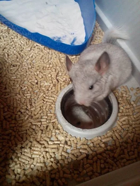 prodám miminka činčil