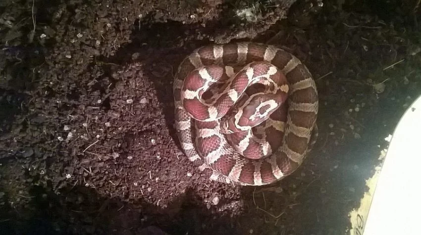 Užovka červená - elaphe guttata - mláďata