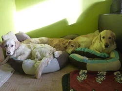 Individuální venčení a hlídání psů, koček a králíčků