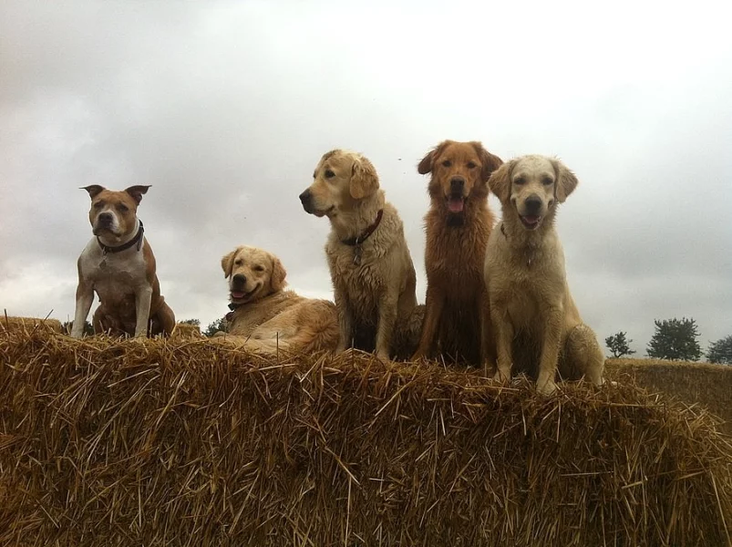 Individuální venčení a hlídání psů, koček a králíčků