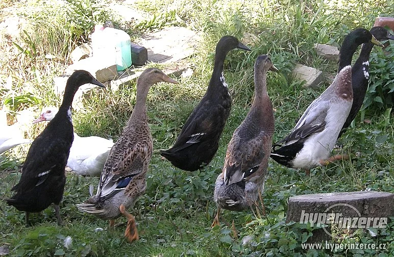 Indický běžec kačeři i kachny