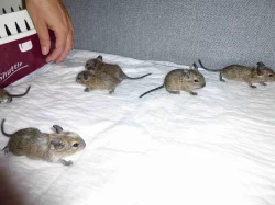 Strakatý osmák degu