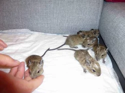 Strakatý osmák degu