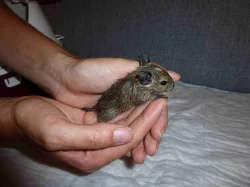 Strakatý osmák degu