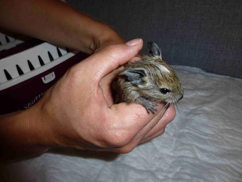 Strakatý osmák degu