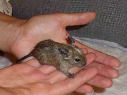 Strakatý osmák degu
