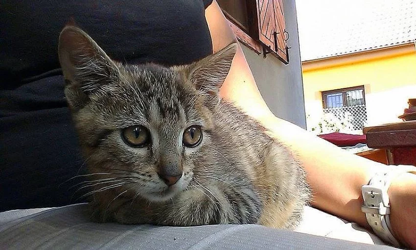 Daruji mourovaté koťátko - holčičku