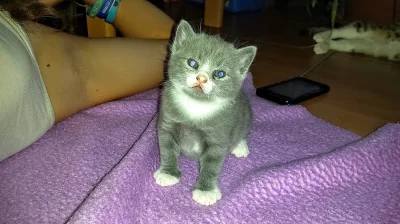 Britská modrá,lila a bicolor